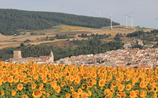 Il borgo di Pietramontecorvino dietro un campo di girasoli